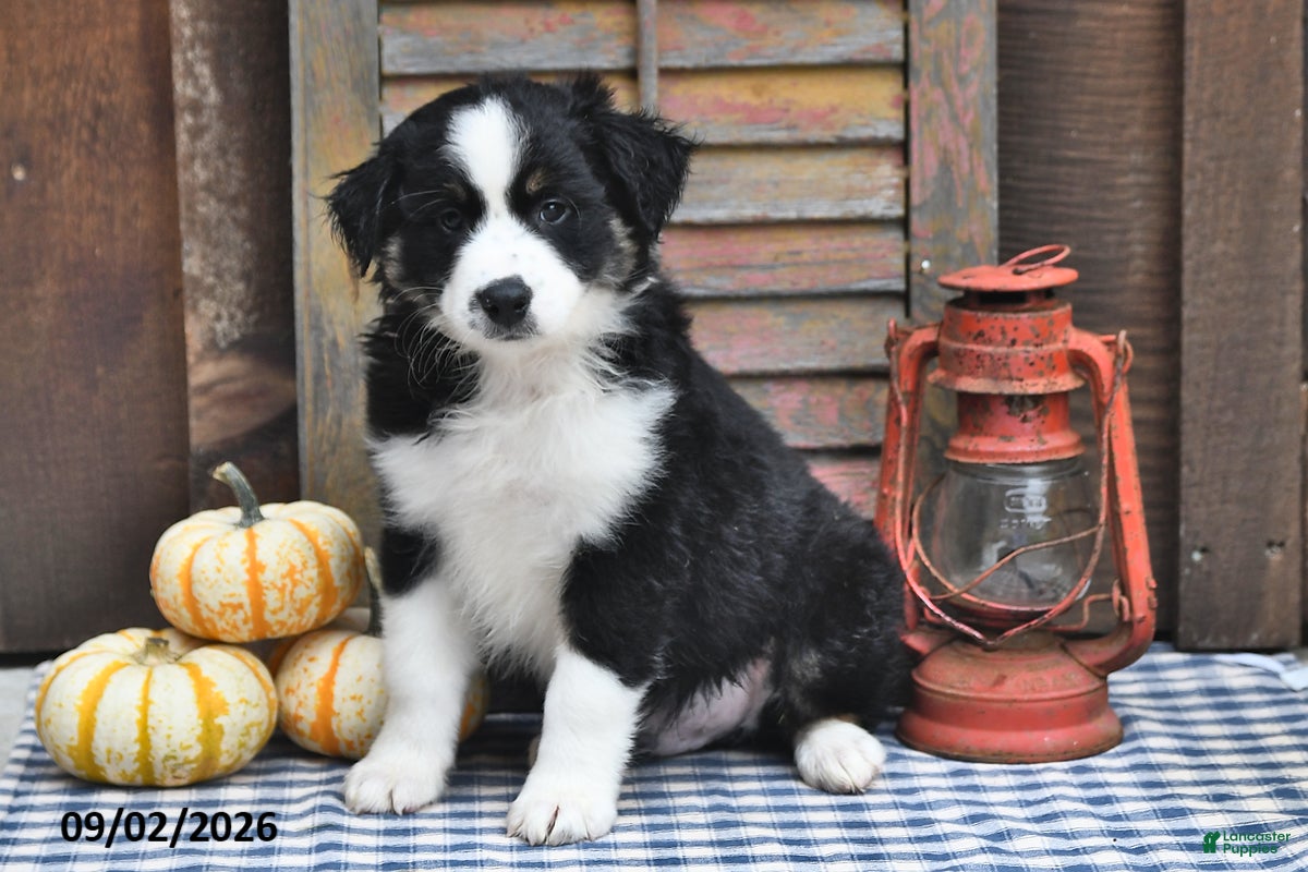 Australian Shepherd dogs Jake - Ad 1