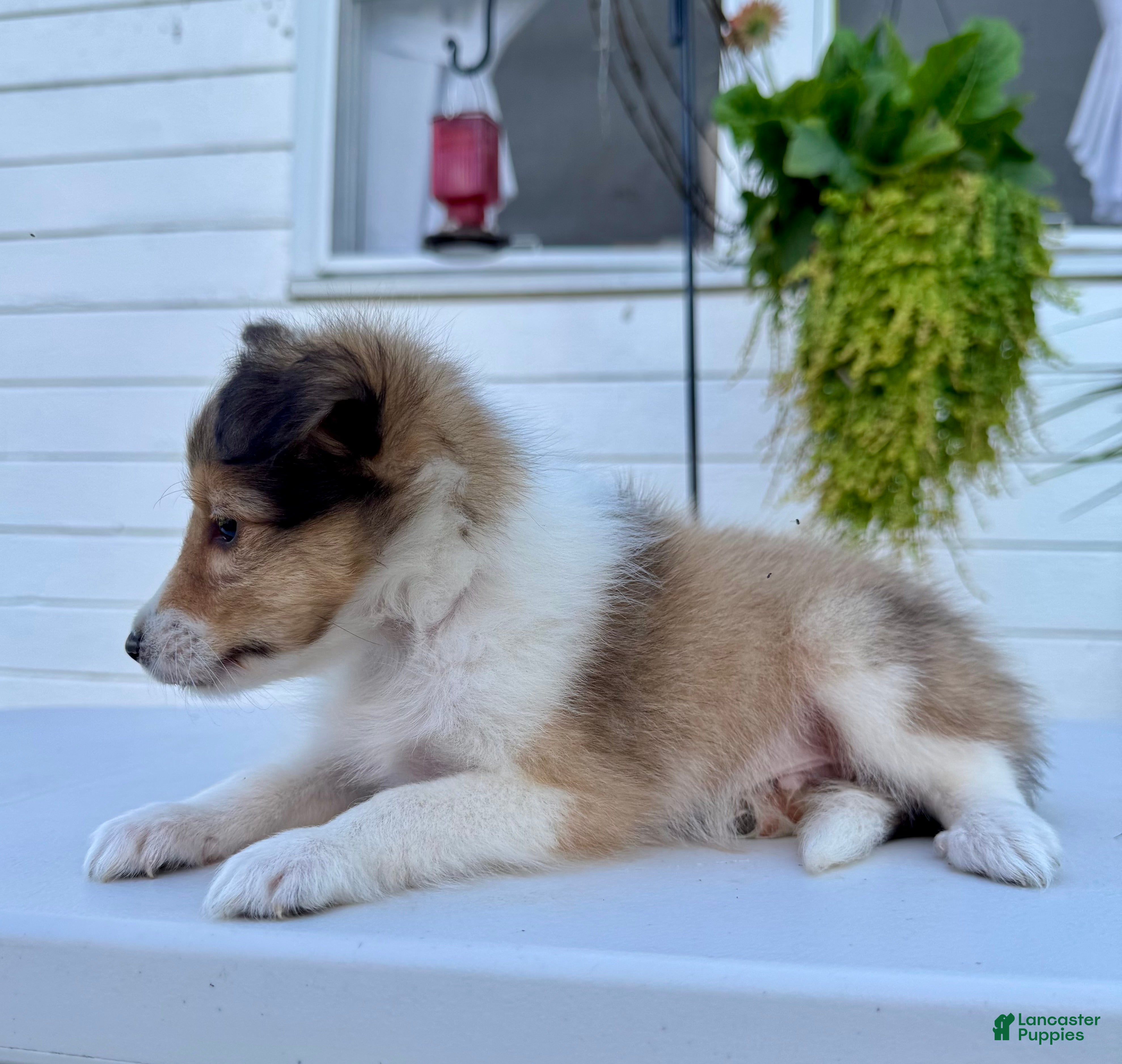 Shetland Sheepdog dogs Jasper - Ad 2