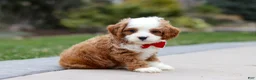 Cavapoo dogs for sale: Little Bear - Ad 4