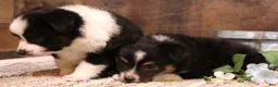 Toy Australian Shepherd dogs for sale: Carrie black-tri Toy Aussie female w/ beautiful white collar & bib - Ad 5