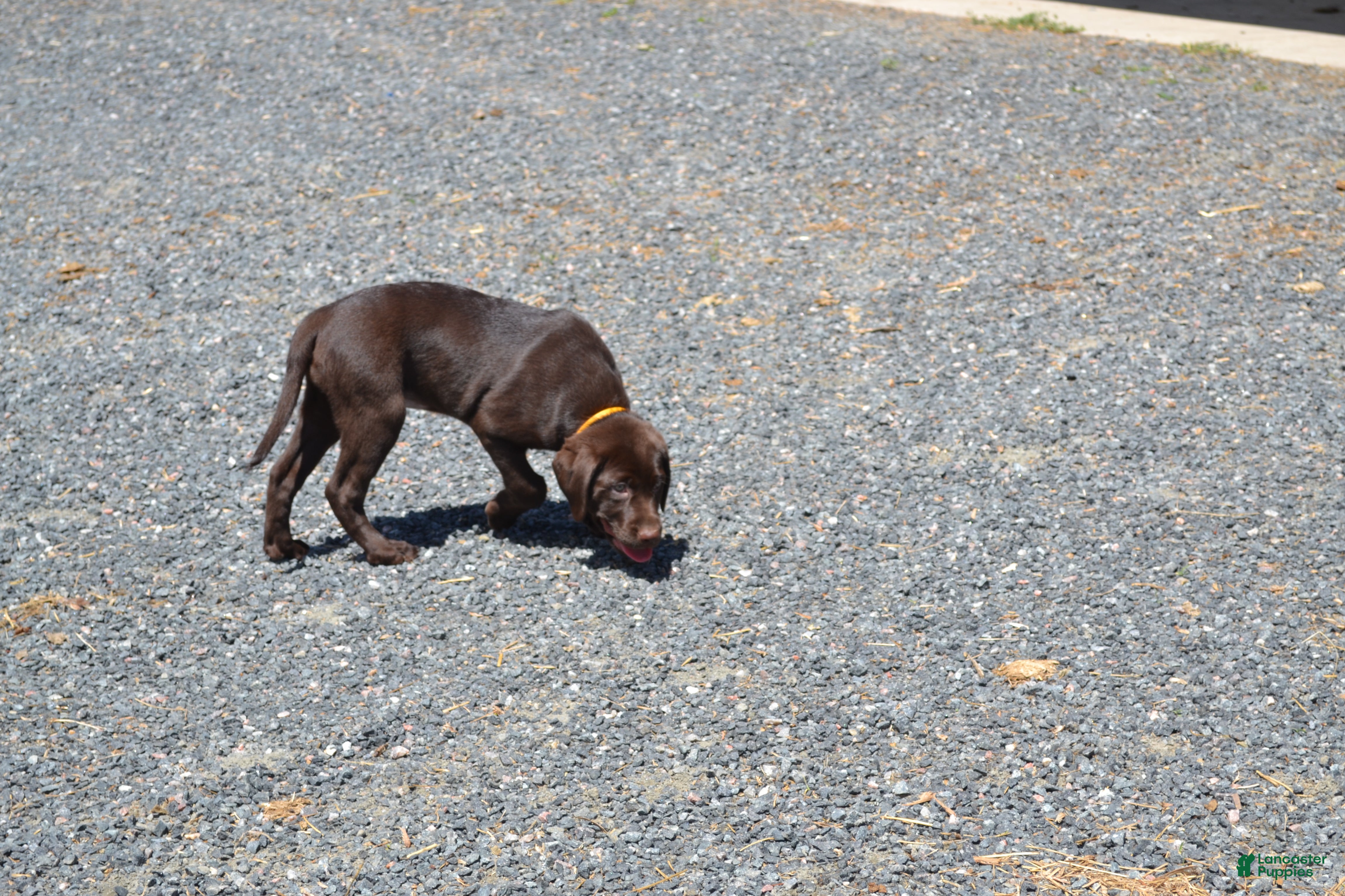 Labrador Retriever dogs Layna - Ad 2