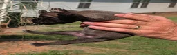 Cane Corso dogs for sale: Cane Corso 11 - Ad 4