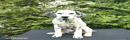Dalmatian dogs for sale: Dixie - Ad 1