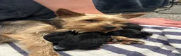Yorkshire Terrier dogs for sale: Hemico - Ad 7