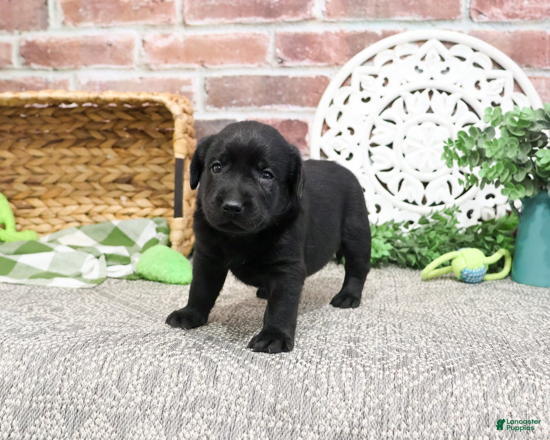 Labrador Retriever dogs for sale: Lawrence - Ad 2
