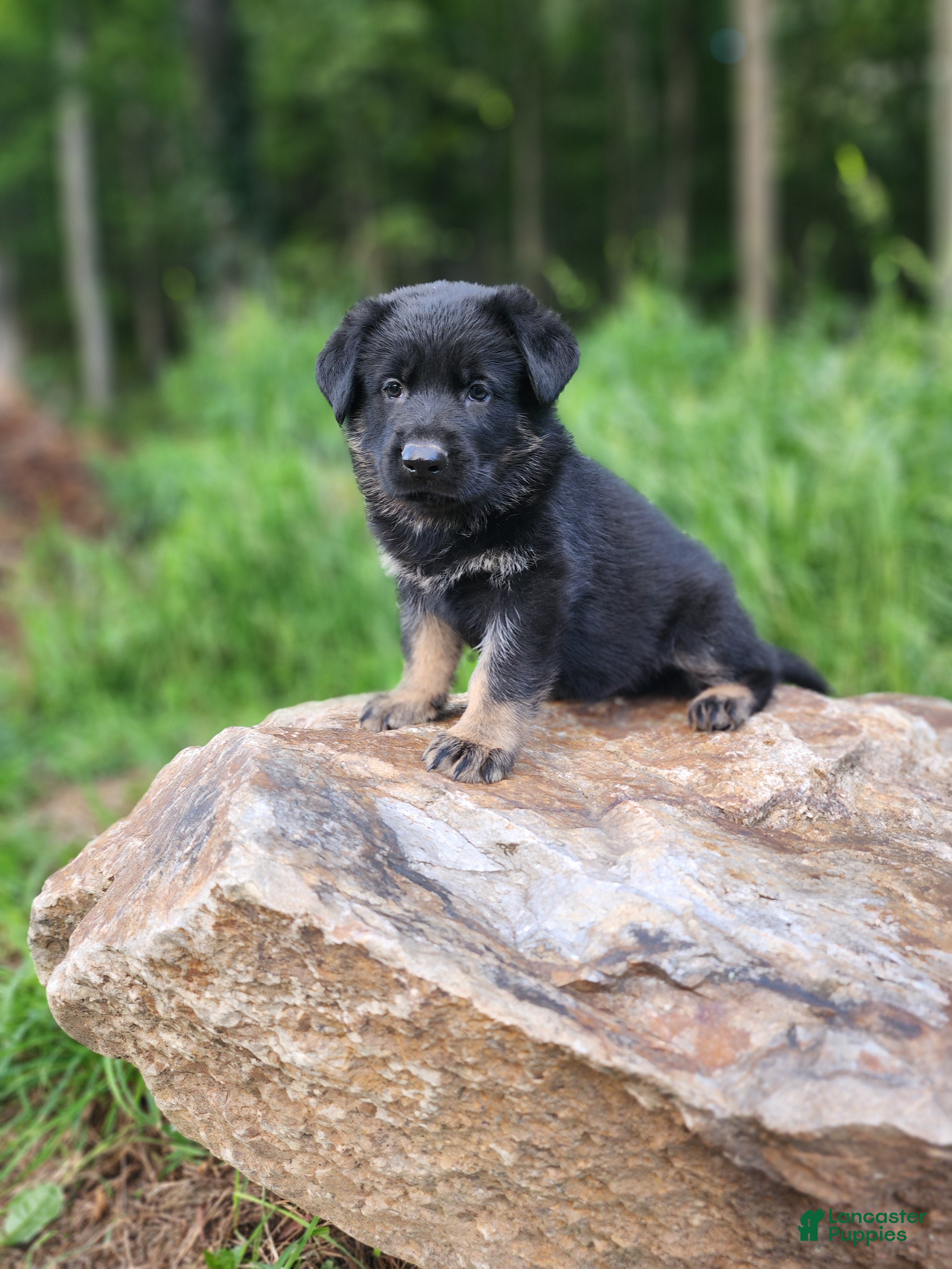 German Shepherd dogs Trek - Ad 2
