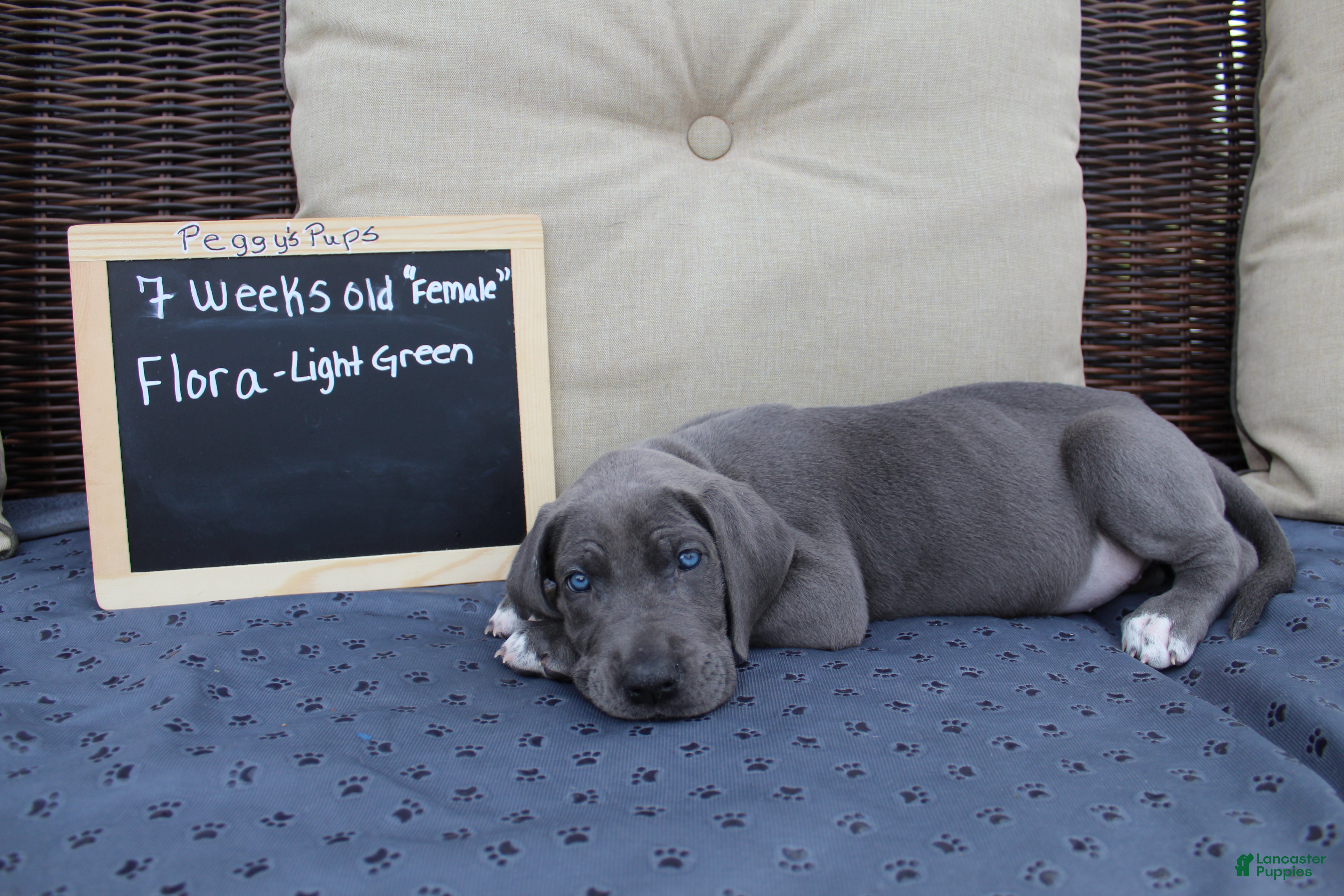 Great Dane dogs Flora - Ad 3