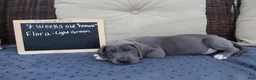Great Dane dogs for sale: Flora - Ad 1