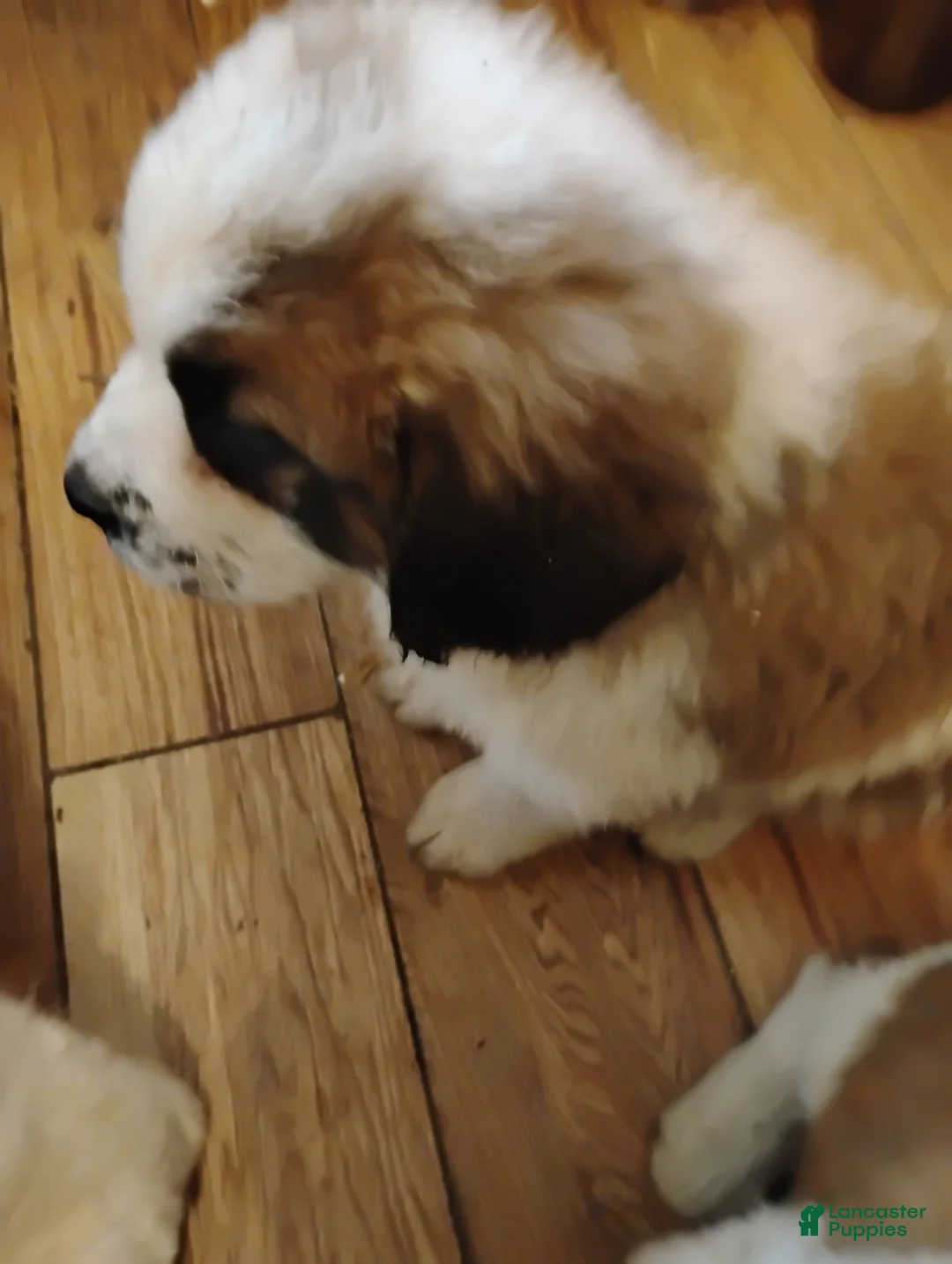 Saint Bernard dogs for sale: Saint Bernard Puppy 4 - Ad 2