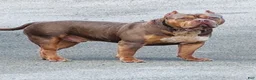 American Bully dogs for sale: American Bully Puppy 4 - Ad 8
