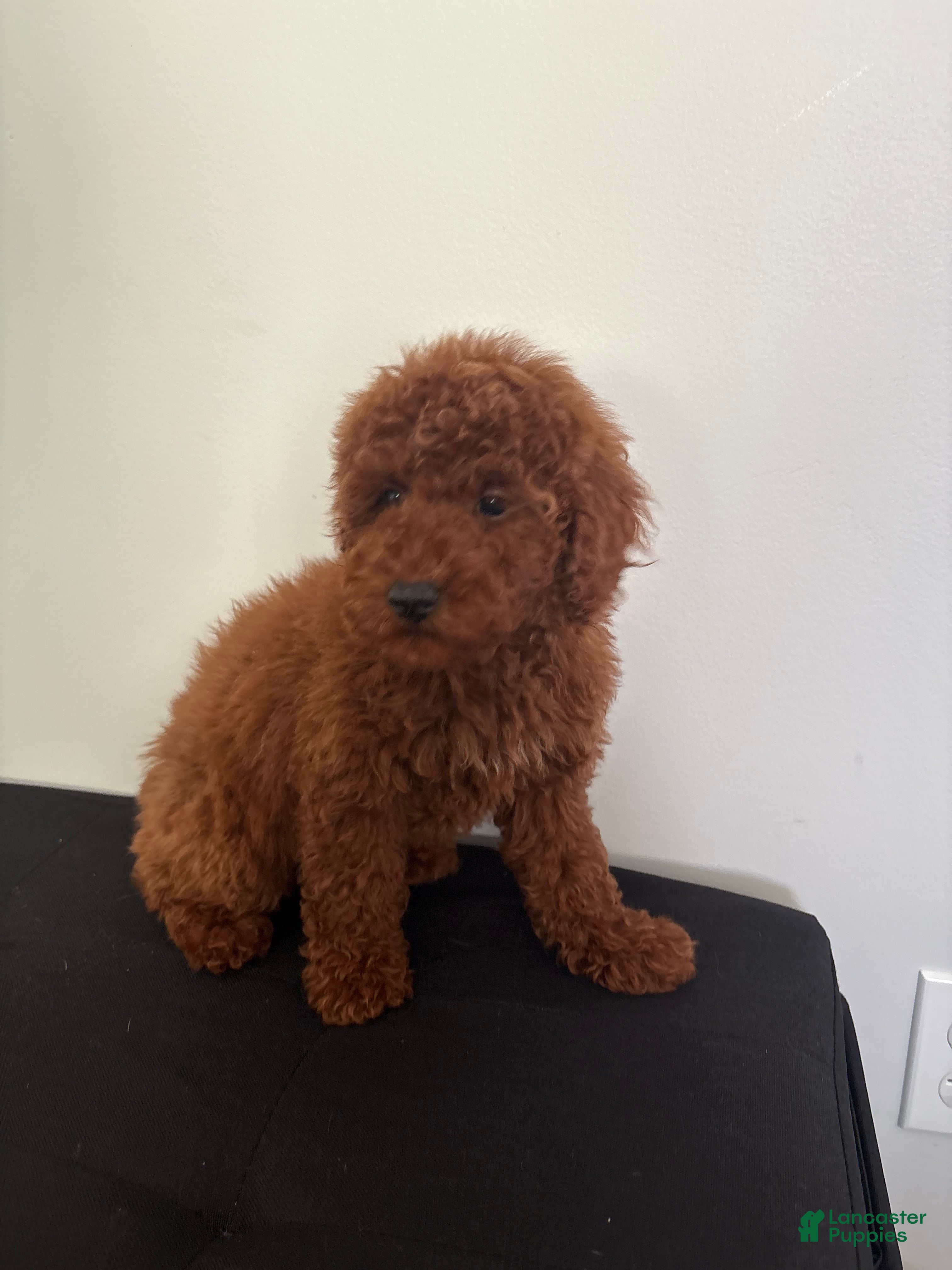 Miniature Poodle dogs Herbie  - Ad 2