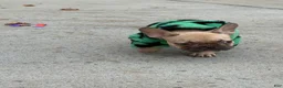 French Bulldog dogs for sale: NYXX - Ad 1