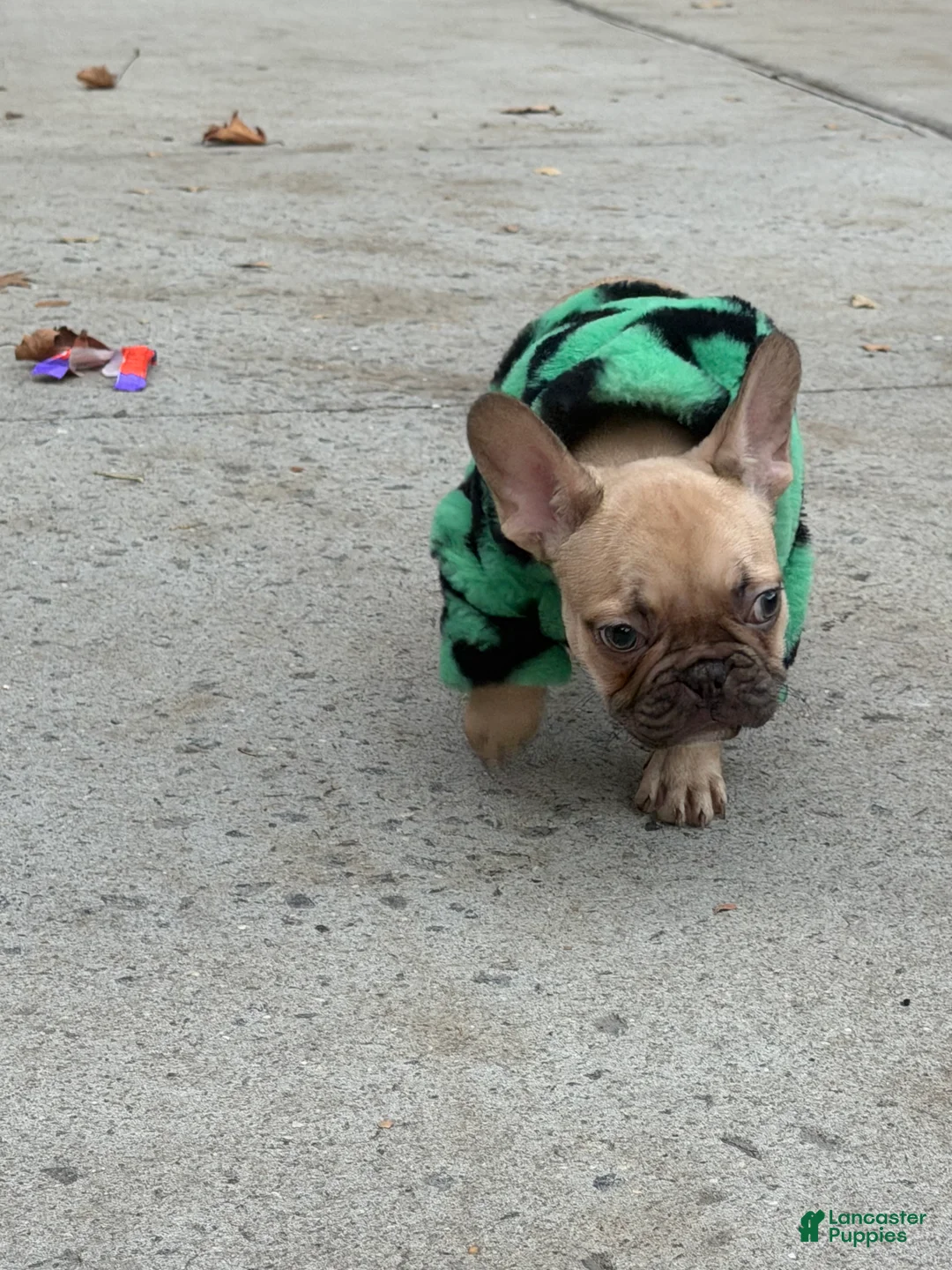 French Bulldog dogs for sale: NYXX - Ad 1
