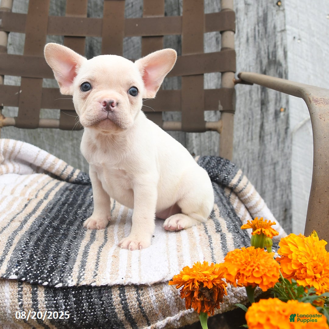 French Bulldog dogs for sale: Tulip - Ad 2