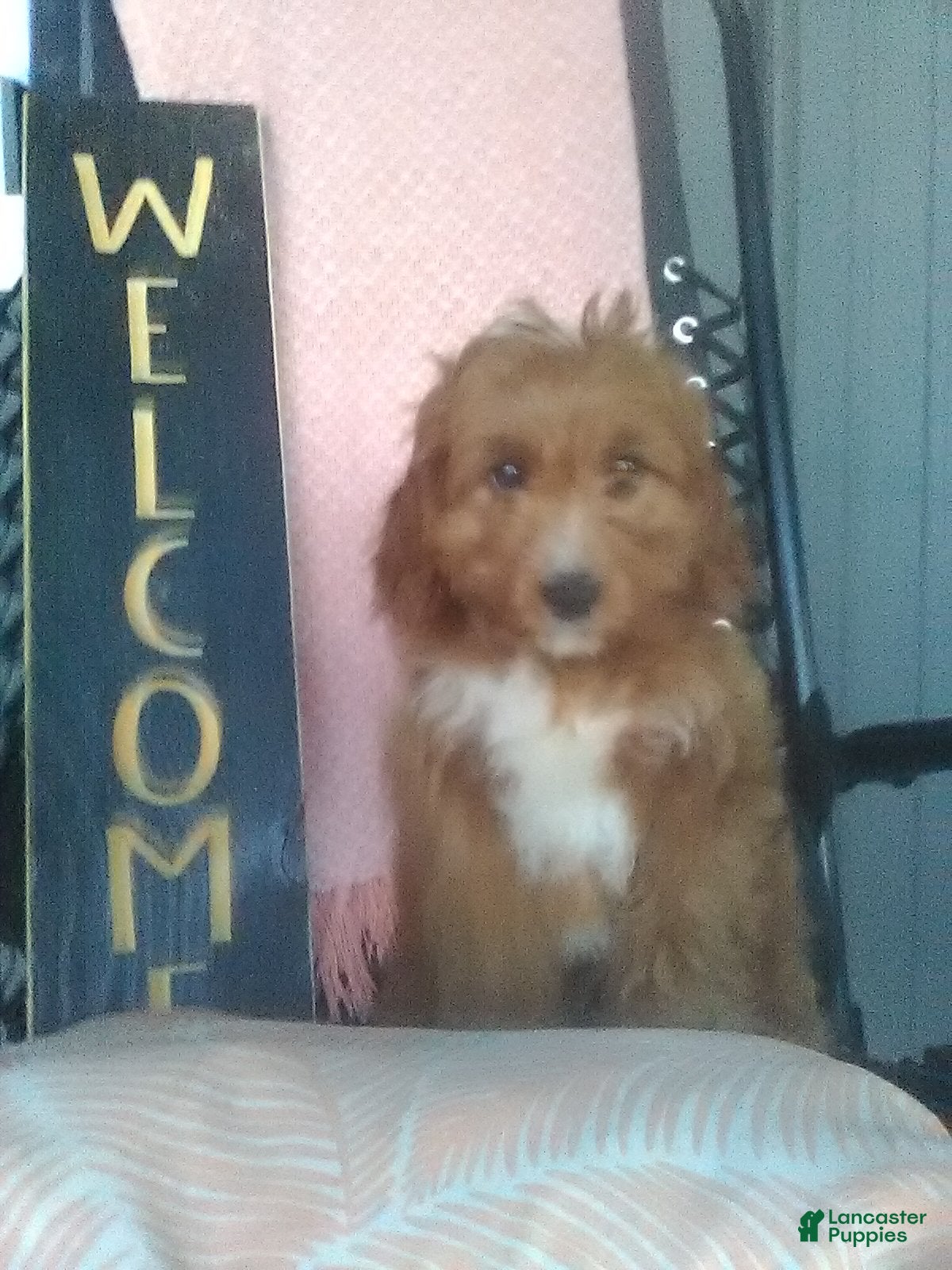 Cavapoo dogs Max - Ad 2