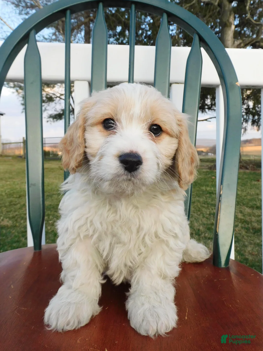 Cavachon dogs for sale: Puffy - Ad 1