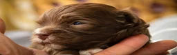 Havanese dogs for sale: Gatsby Havanese  - Ad 4