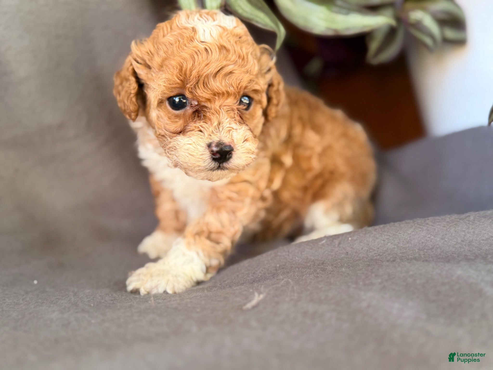 Toy Poodle dogs for sale: Kandy  - Ad 8