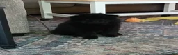 Chow Chow dogs for sale: Black female number 1 - Ad 3