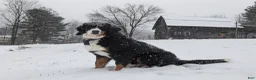Bernedoodle dogs for sale: Cali - Ad 25