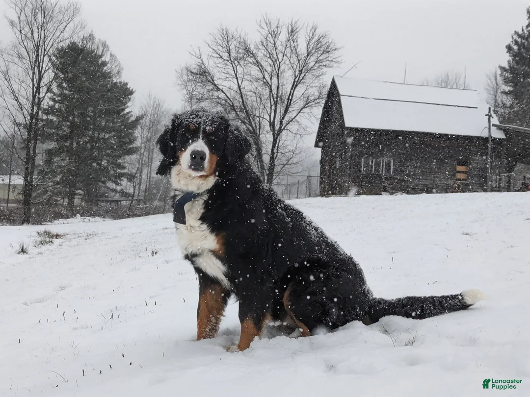 Bernedoodle dogs for sale: Cali - Ad 25
