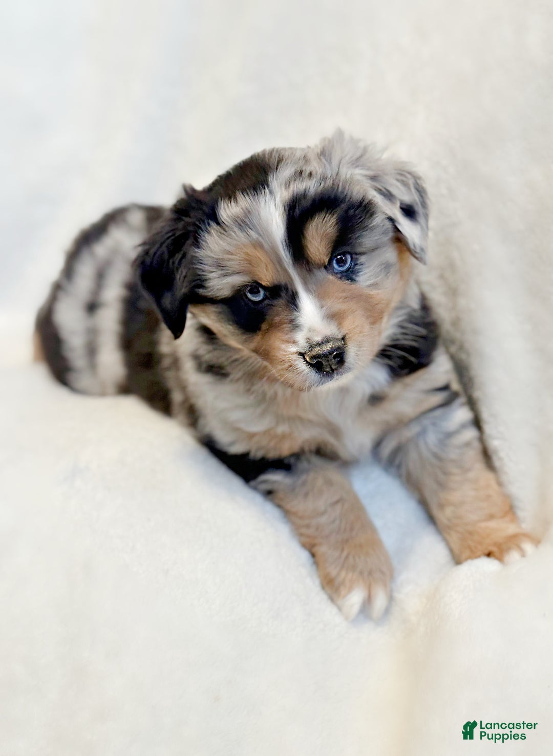 Miniature Australian Shepherd dogs for sale: Brooks - Ad 4