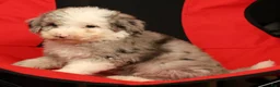 Mini Sheepadoodle dogs for sale: Bella - Ad 8