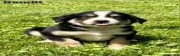 Australian Shepherd dogs for sale: Australian Shepherd 4 - Ad 2