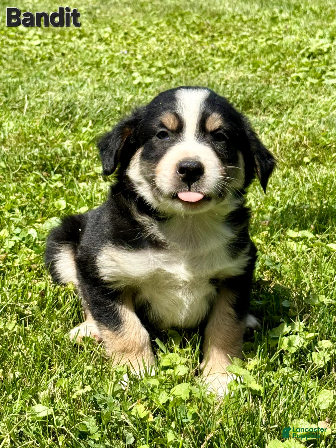 Australian Shepherd dogs for sale: Australian Shepherd 4 - Ad 2
