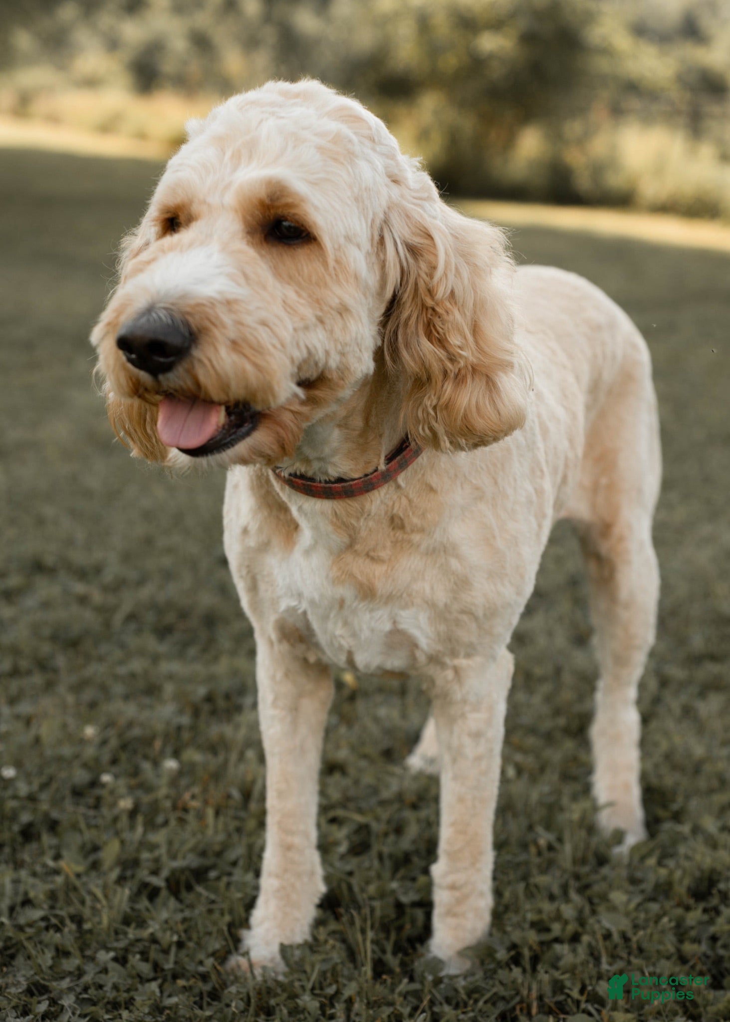 Goldendoodle dogs Ginger - Ad 2