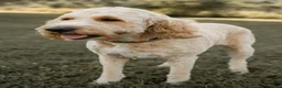 Goldendoodle dogs for sale: Ginger - Ad 2