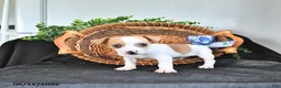 Jack Russell Terrier dogs for sale: Tucker - Ad 3