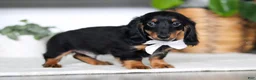 Miniature Dachshund dogs for sale: Buddy - Ad 5