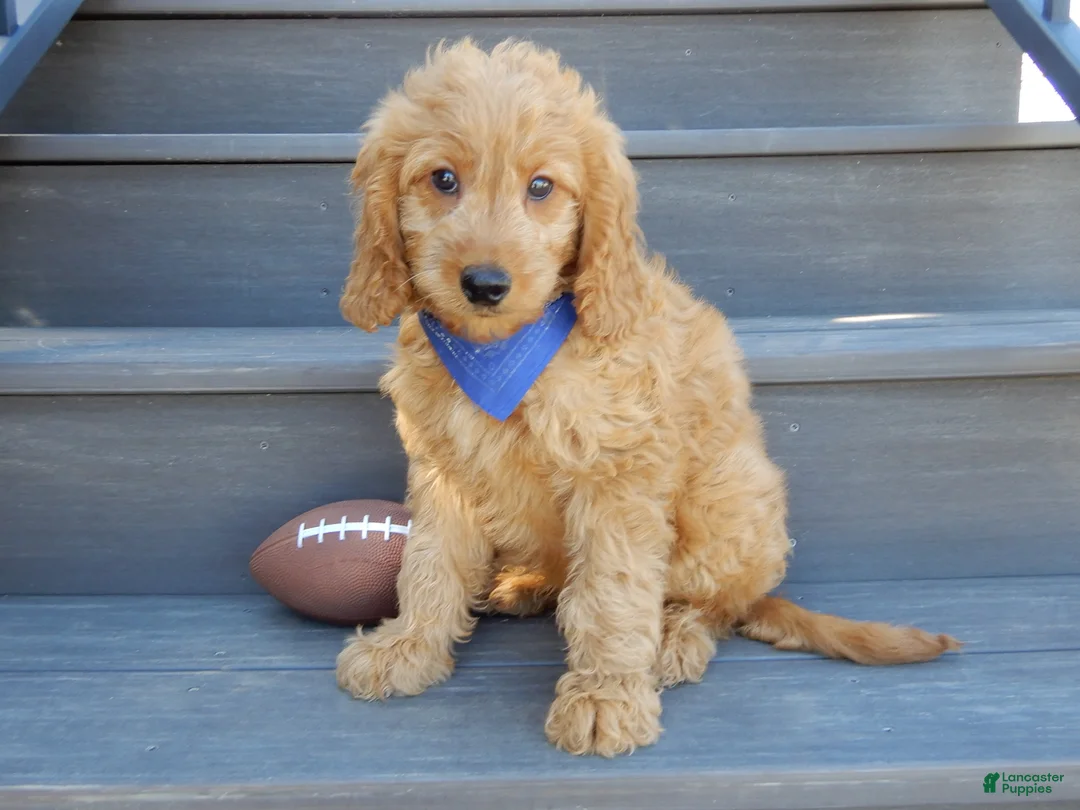 Goldendoodle dogs for sale: Logan-MEDIUM - Ad 1