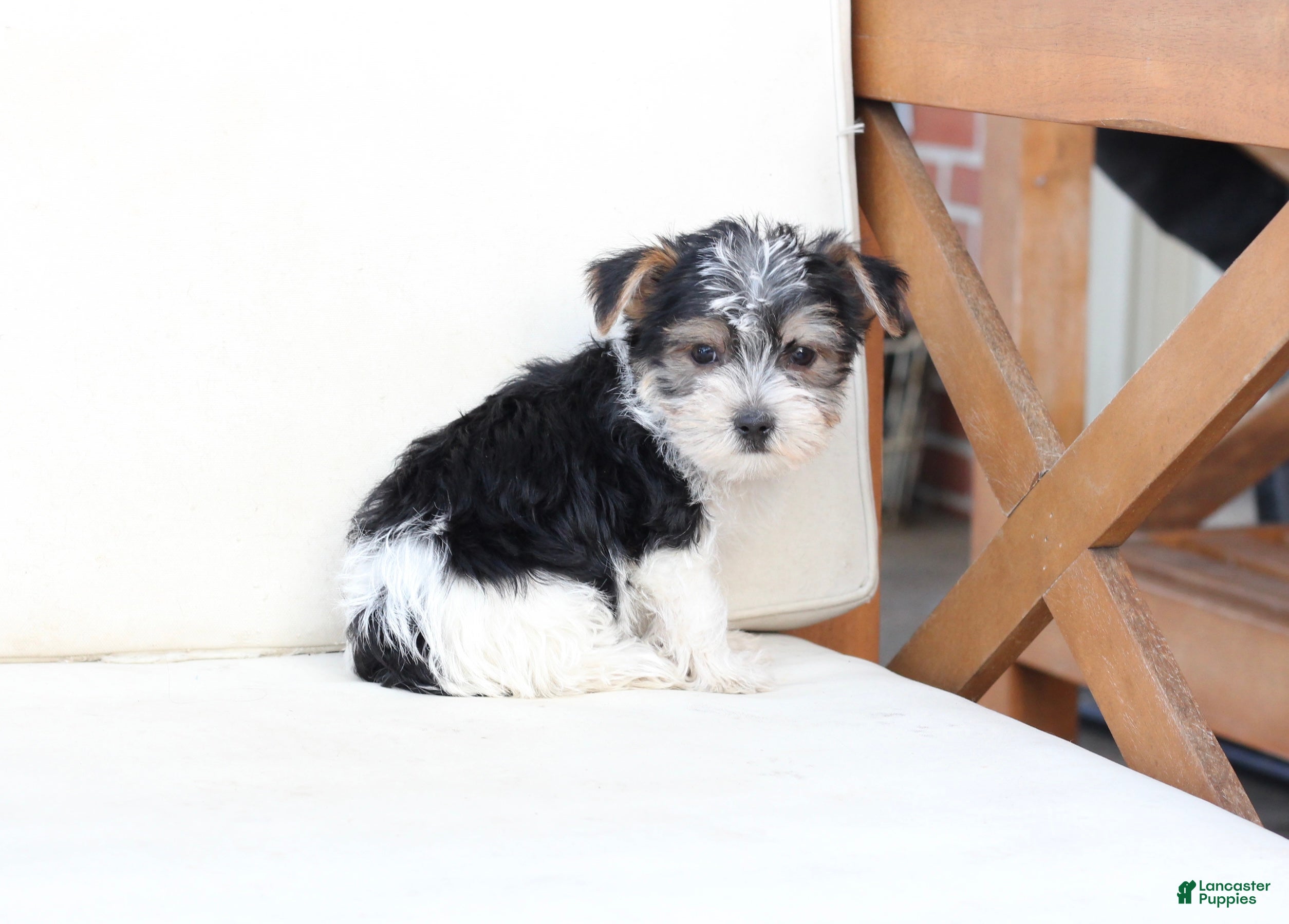 Yorkshire Terrier dogs Rocky - Ad 21