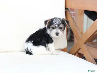 Yorkshire Terrier dogs Rocky - Ad 21