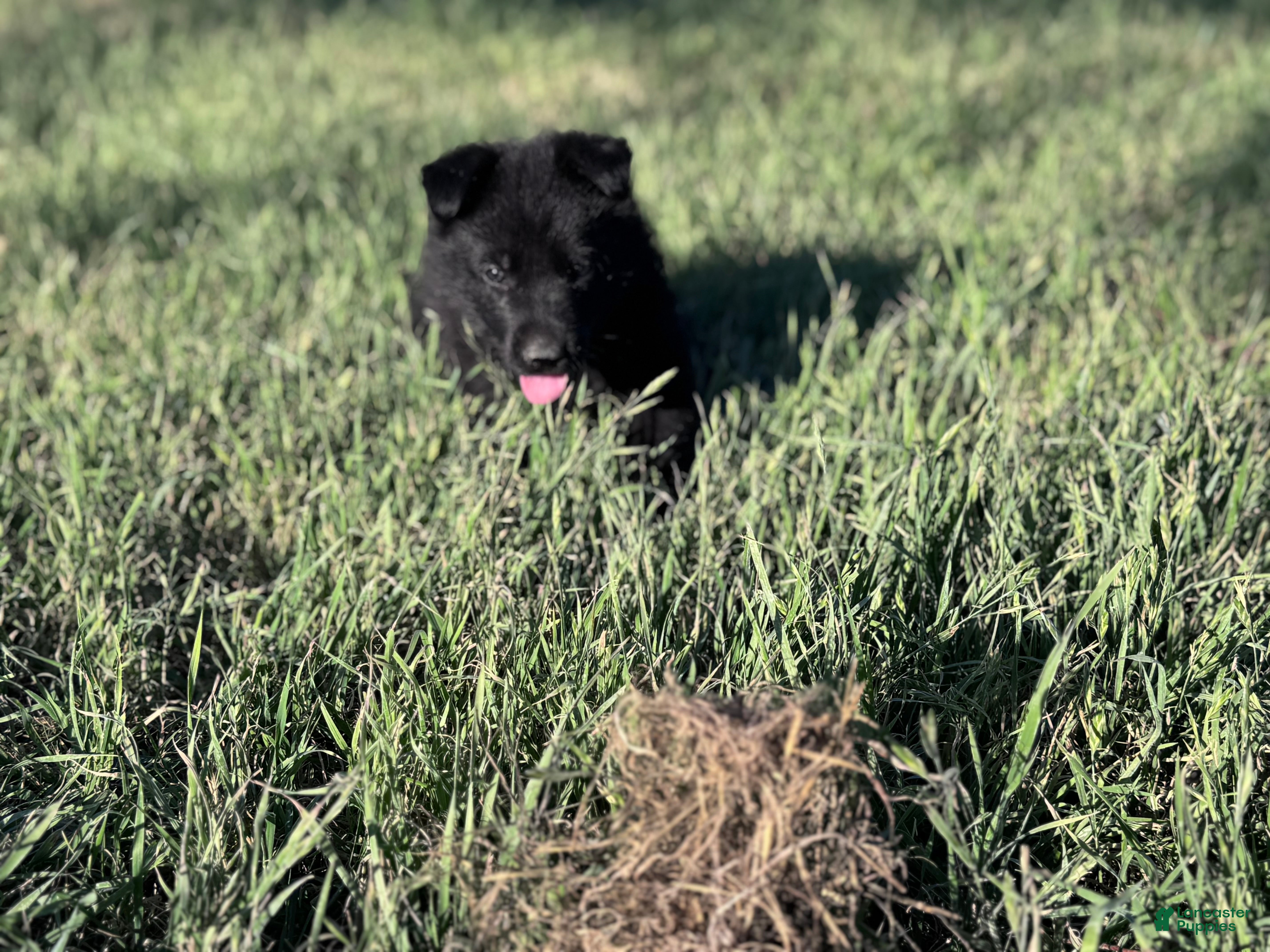 German Shepherd dogs  Puppy 5 - Ad 1