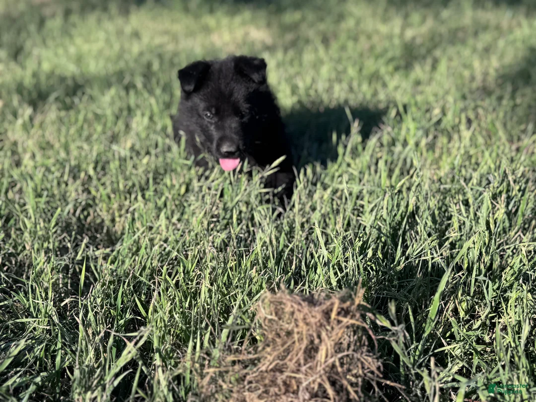 German Shepherd dogs for sale:  Puppy 5 - Ad 1