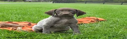 German Shorthaired Pointer dogs for sale: Shiner - Ad 4