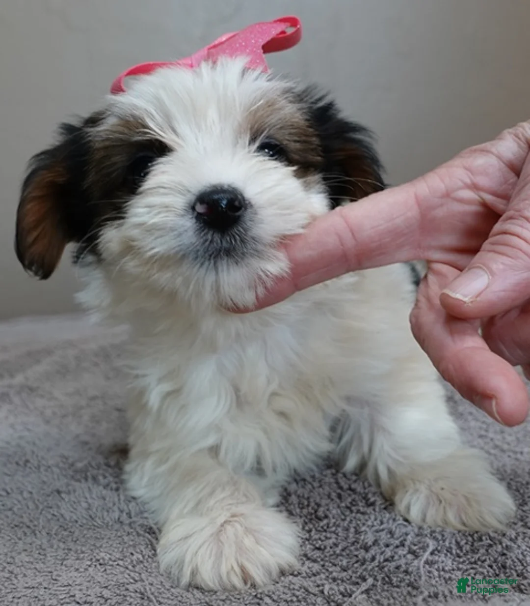 Yorkshire Terrier dogs for sale: Tansy 1 lb 3 ozs - Ad 2