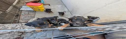 Mixed Breed dogs for sale: boy 5 Mr. Bean - Ad 5