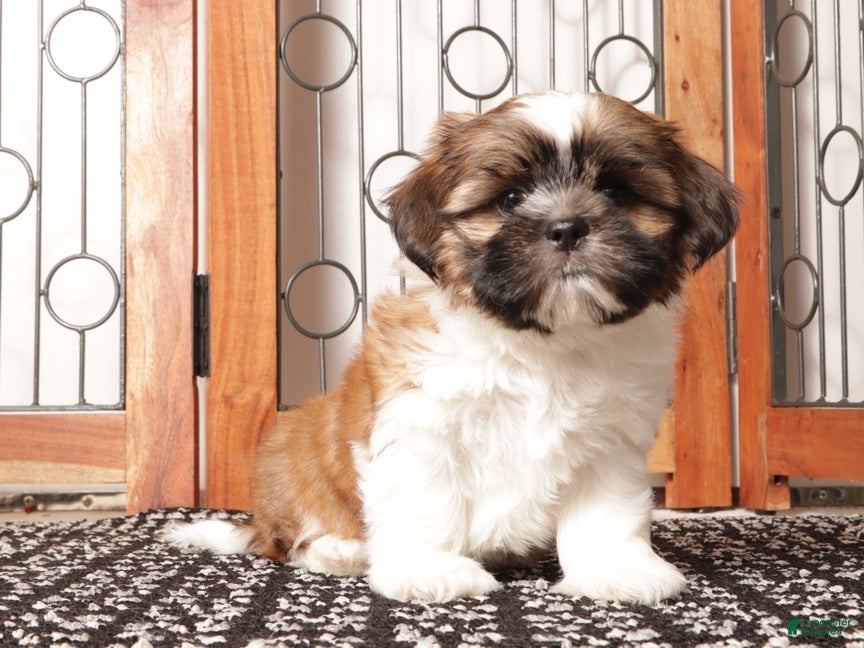 Shih Tzu dogs Ray  - Ad 1