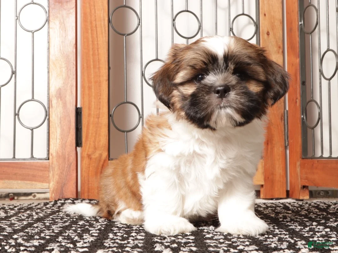 Shih Tzu dogs for sale: Ray  - Ad 1