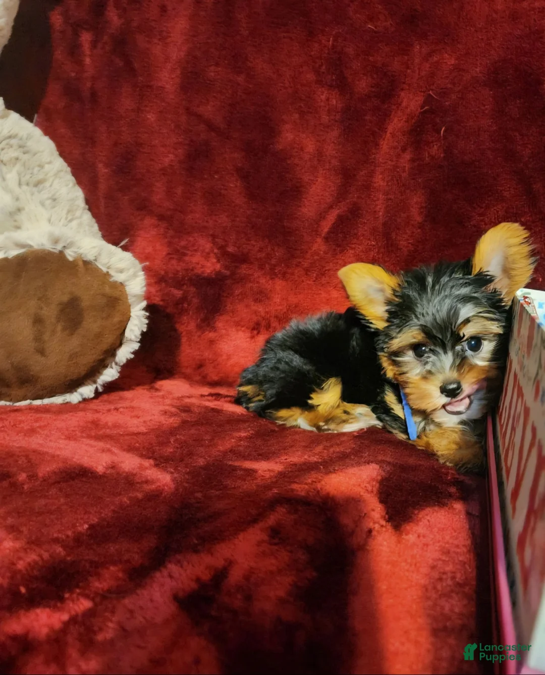 Yorkshire Terrier dogs for sale: PEANUT - Ad 2