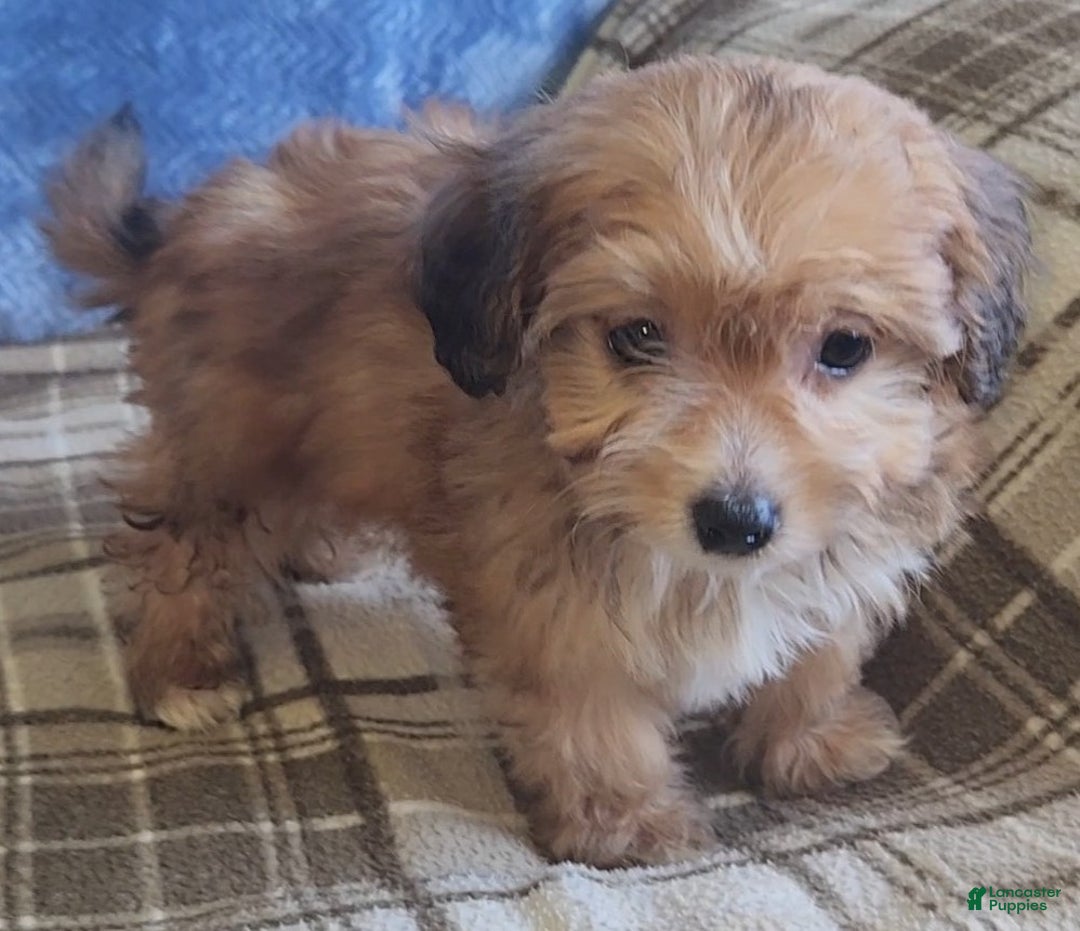 Mixed Breed dogs for sale: Molly - Ad 8