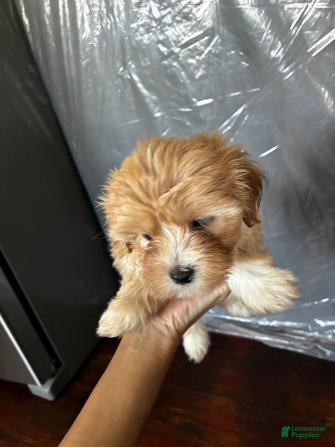 Bichon Frise dogs for sale: Bichon Frise Puppy 3 - Ad 1