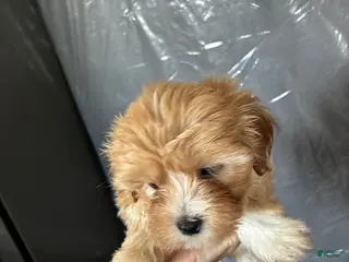 Bichon Frise dogs Bichon Frise Puppy 3 - Ad 33