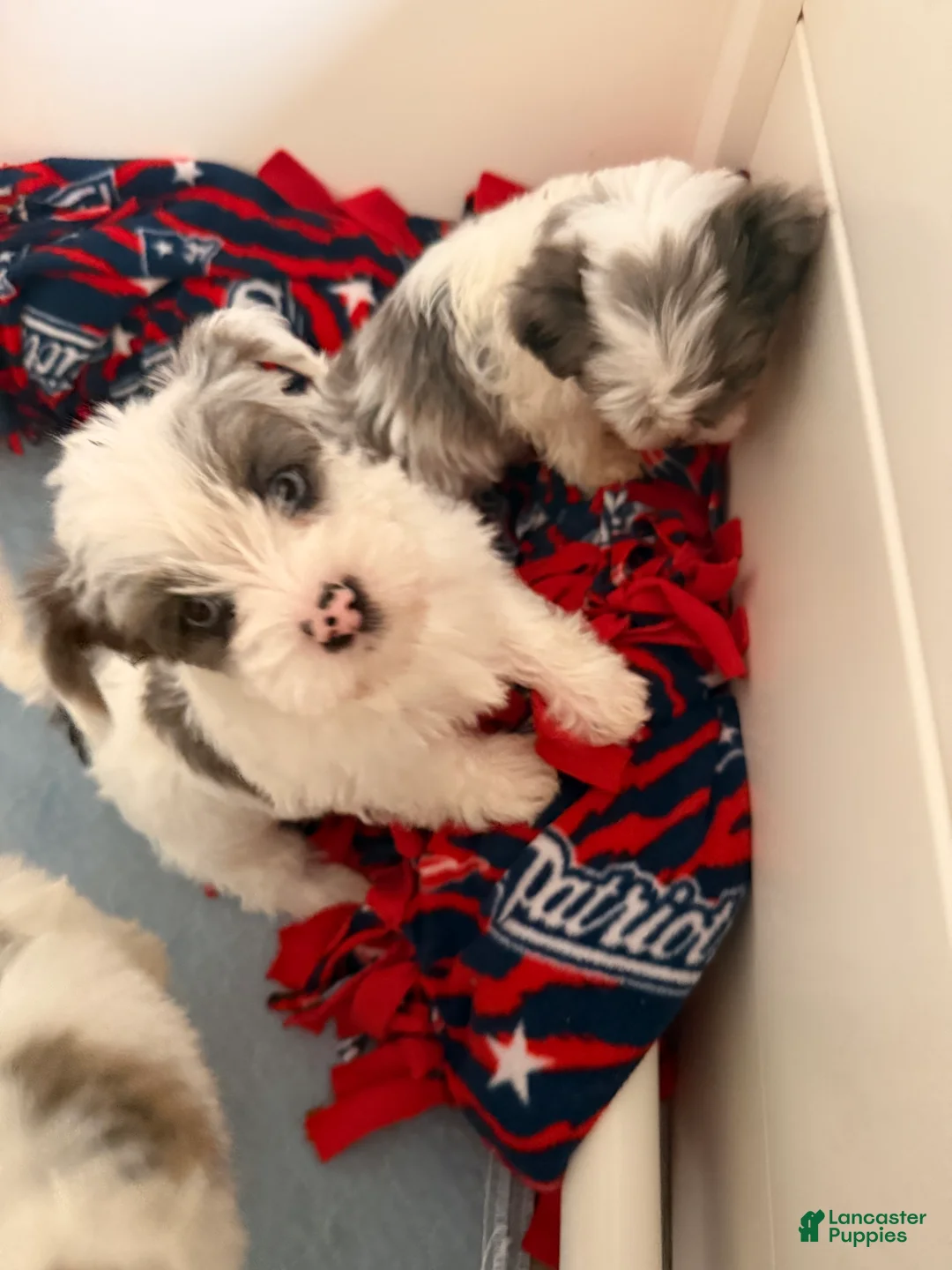 Yorkshire Terrier dogs for sale: Rosie  - Ad 3