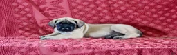 English Mastiff dogs for sale: Daisy - Ad 2