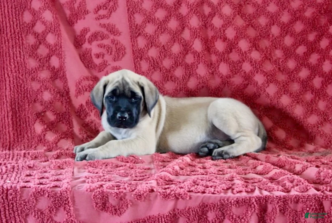 English Mastiff dogs for sale: Daisy - Ad 2